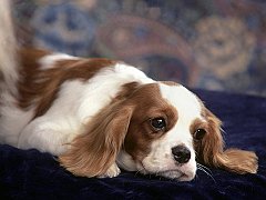 Percy, Cavalier King Charles Spaniel